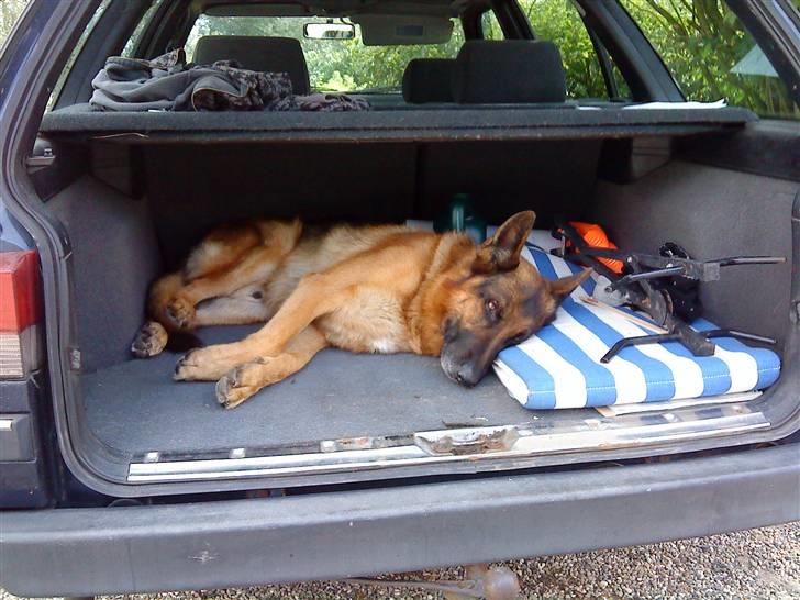 Schæferhund Luffe billede 7