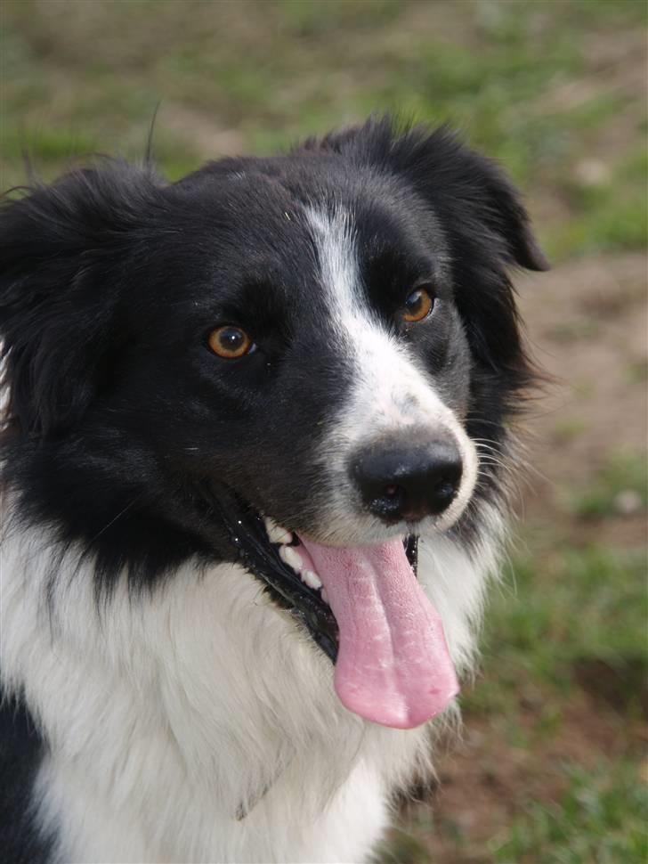 Border collie Simba billede 1