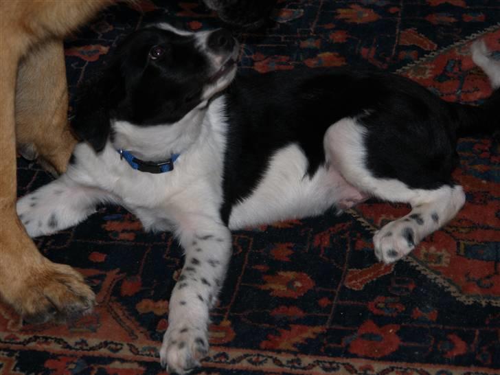 Border collie Simba billede 2