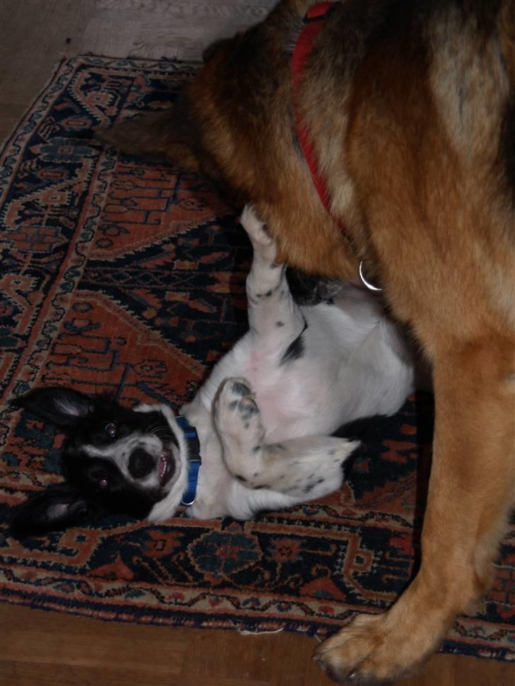 Border collie Simba billede 3