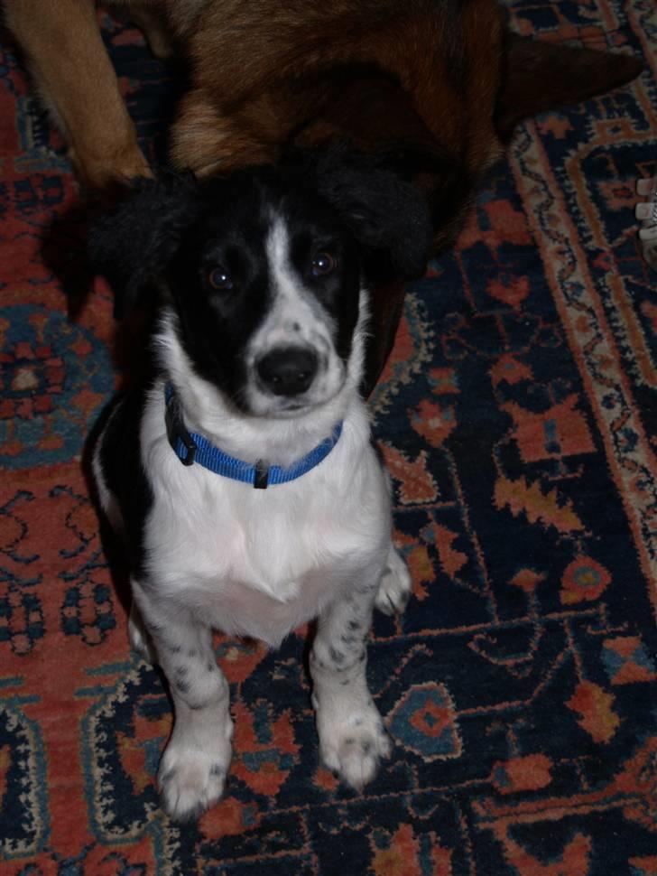 Border collie Simba billede 4