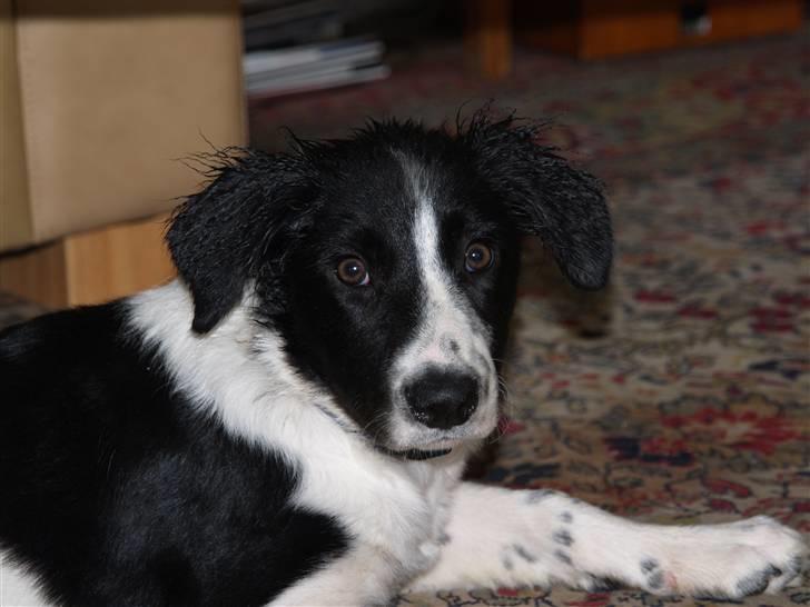 Border collie Simba billede 5