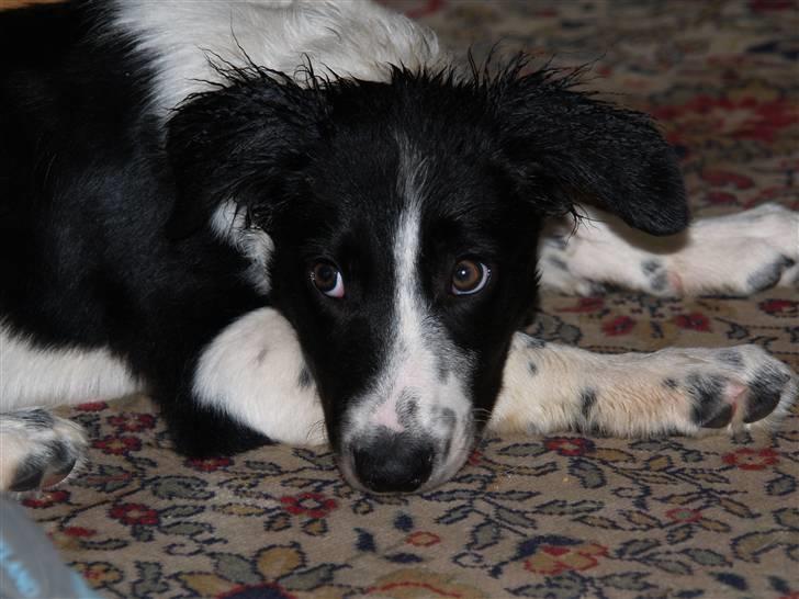 Border collie Simba billede 6