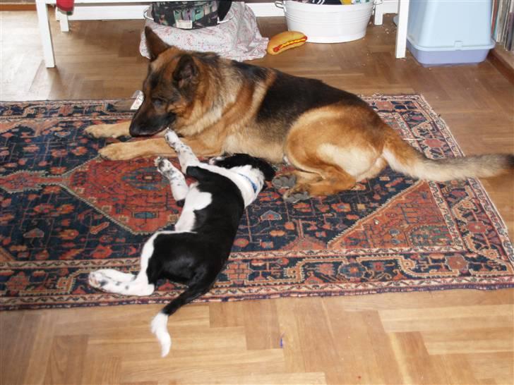 Border collie Simba billede 7