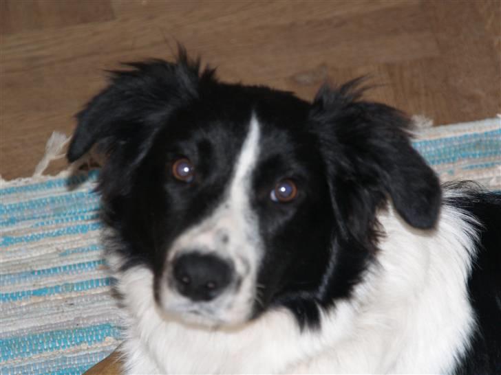Border collie Simba billede 8