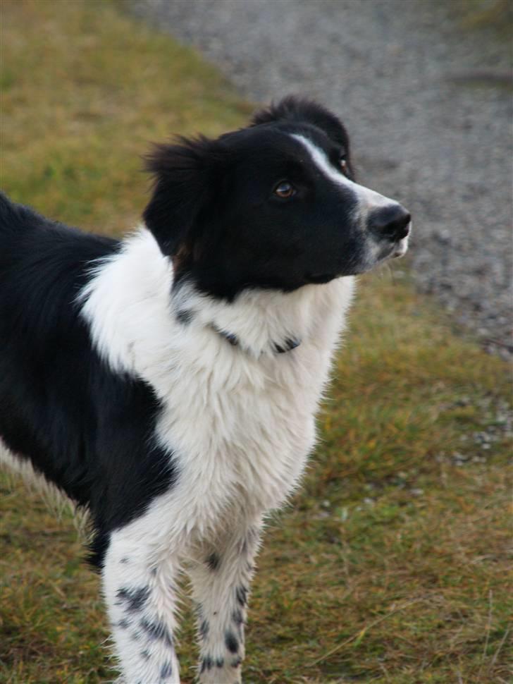 Border collie Simba billede 9