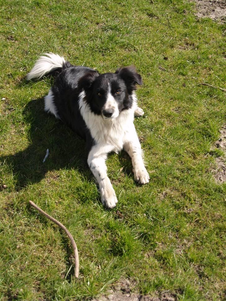Border collie Simba billede 10