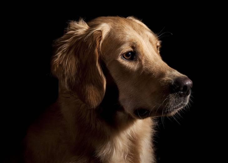 Golden retriever Dumle billede 1