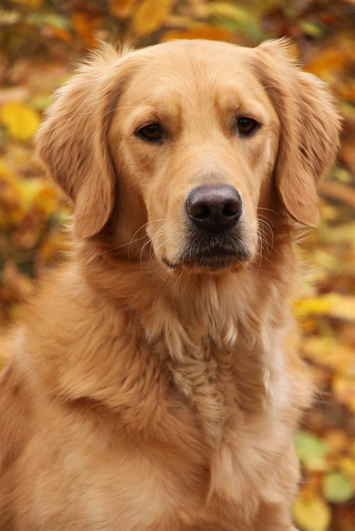 Golden retriever Dumle billede 2