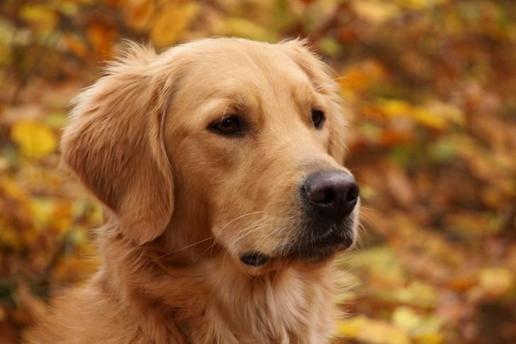 Golden retriever Dumle billede 3