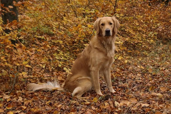 Golden retriever Dumle billede 4