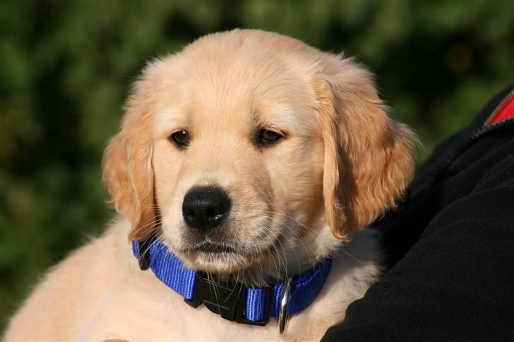 Golden retriever Dumle billede 5
