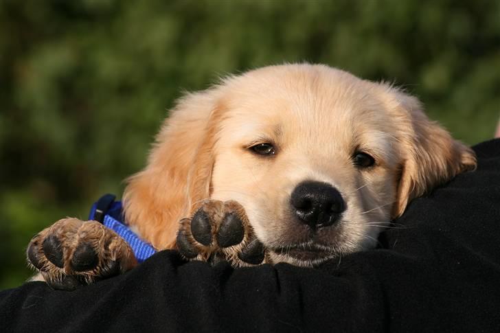 Golden retriever Dumle billede 6