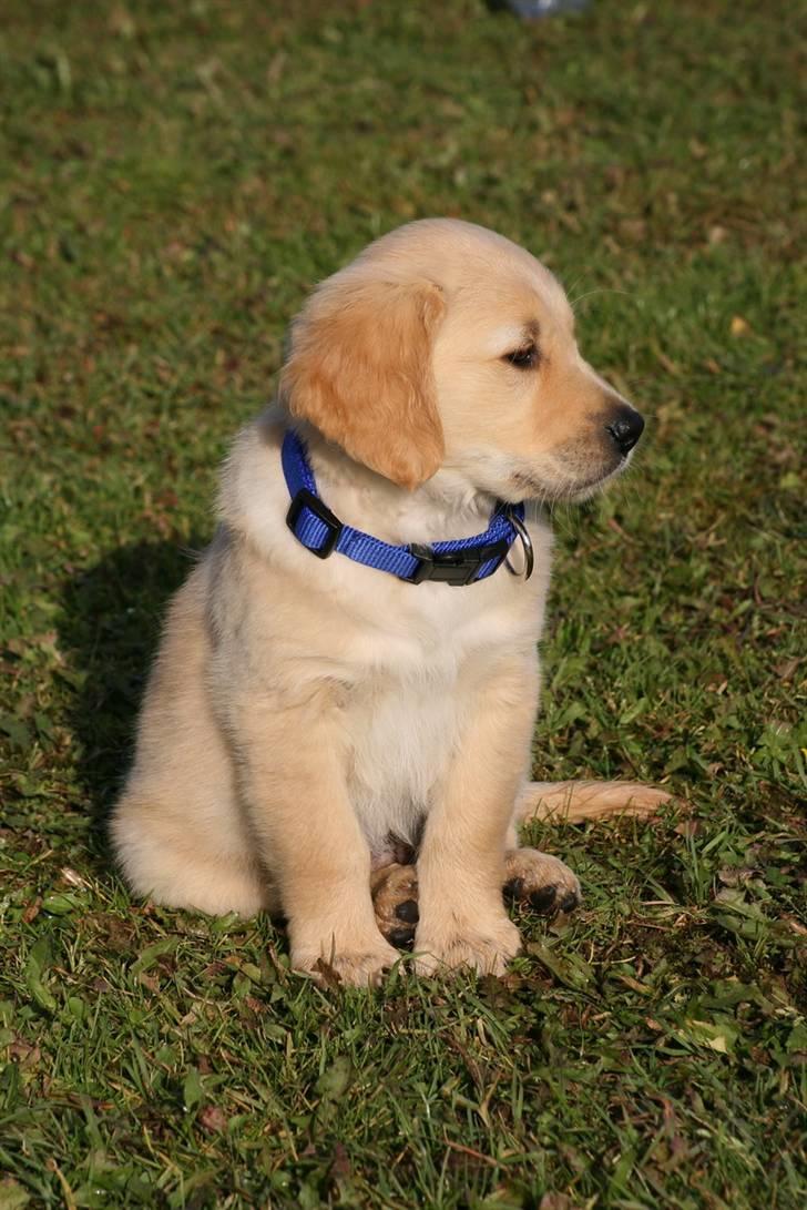 Golden retriever Dumle billede 7