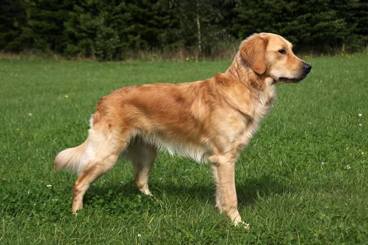 Golden retriever Dumle billede 8