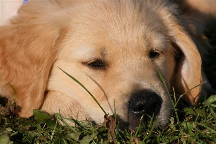 Golden retriever Dumle billede 9
