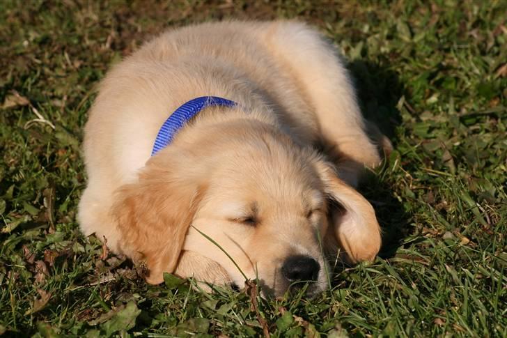 Golden retriever Dumle billede 10