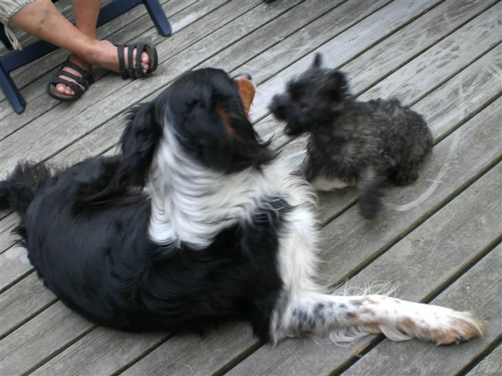 Cairn terrier Mille - Jeg skal lige til at ordne Vaks billede 6