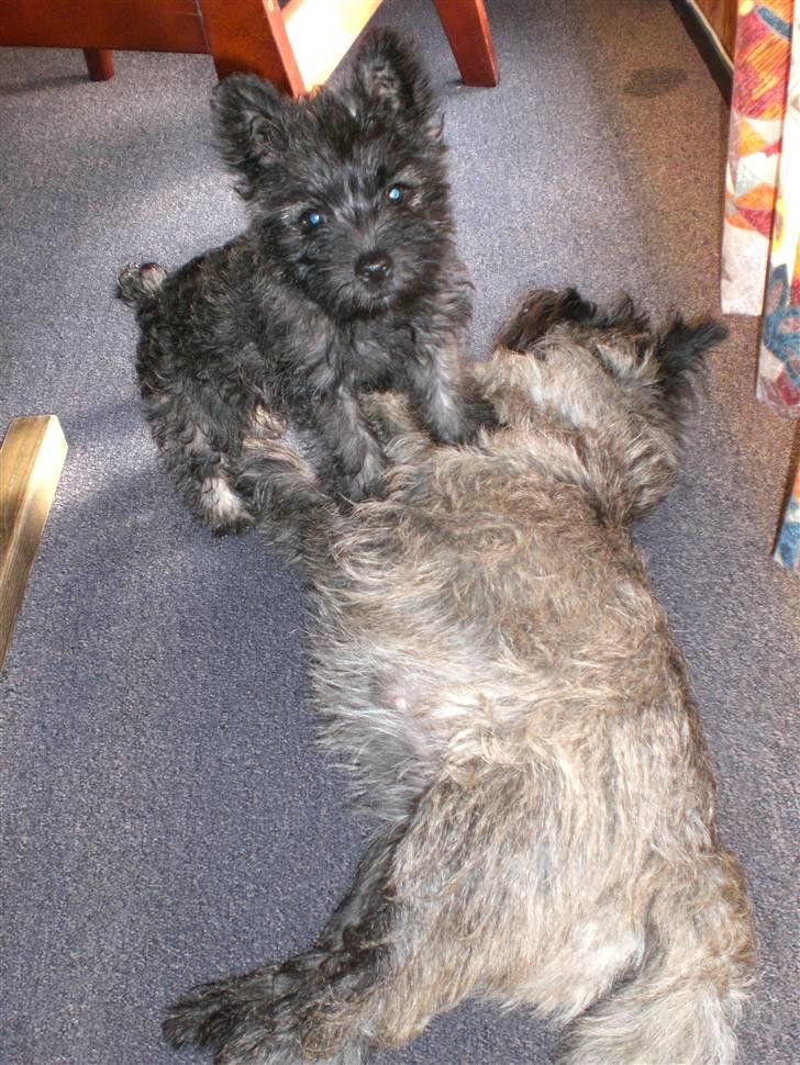 Cairn terrier Mille - I got the power! billede 7