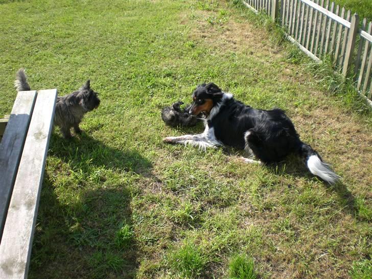 Cairn terrier Mille - Nikki ser på at Vaks har mig i munden billede 10