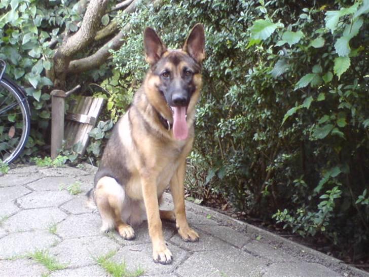 Schæferhund Simba - Simba med den lange tunge d; billede 10