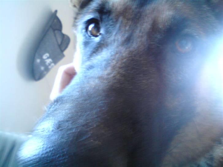 Schæferhund Simba - *Kan det spises??* :D billede 11