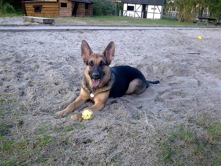 Schæferhund Neela *Himmelhund* - Taget d. 1 oktober 2008 billede 10