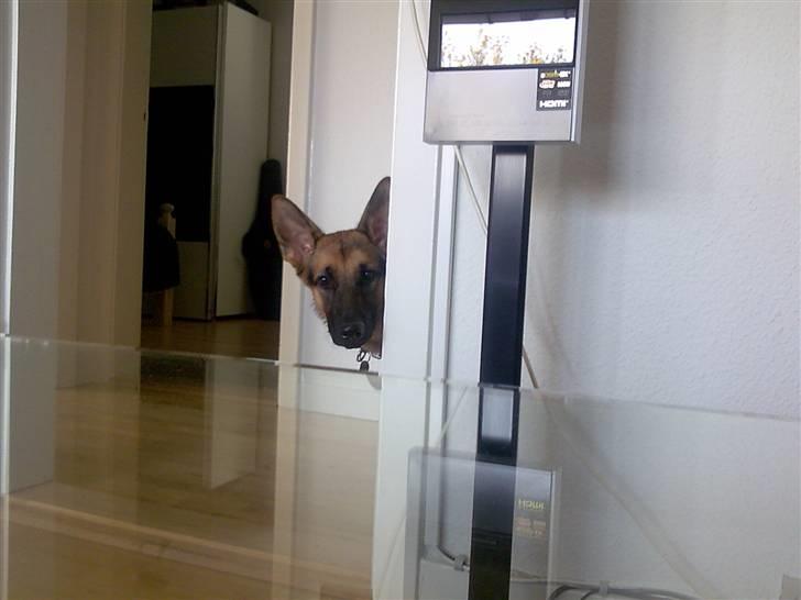 Schæferhund Neela *Himmelhund* - Nogen der kaldte? billede 11