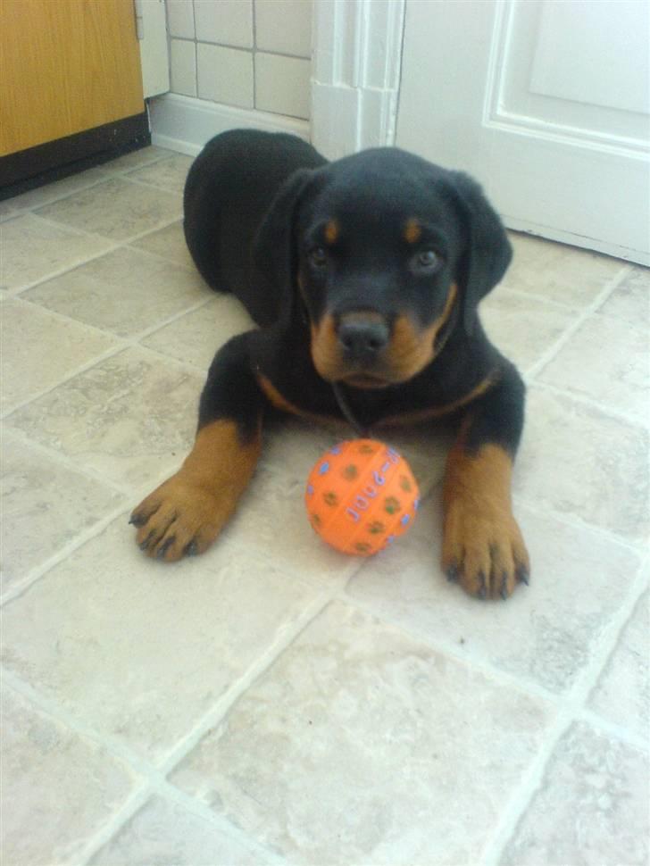 Rottweiler Diesel - Diesel 9 uger billede 6