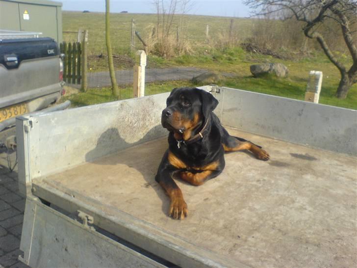 Rottweiler Diesel billede 7