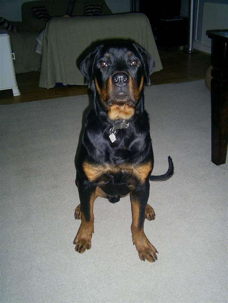 Rottweiler Diesel billede 8