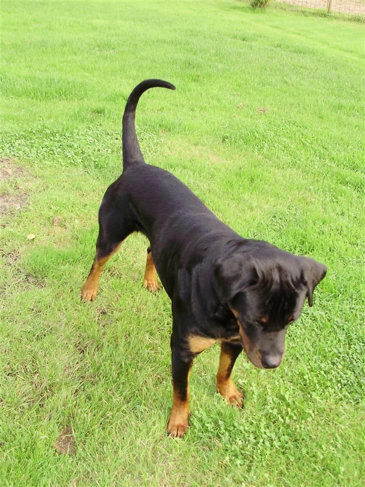 Rottweiler Diesel billede 9