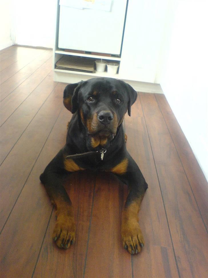 Rottweiler Diesel billede 10