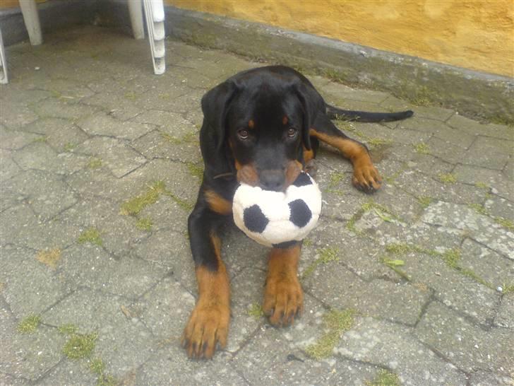 Rottweiler Diesel - knap 6 måneder gammel billede 11