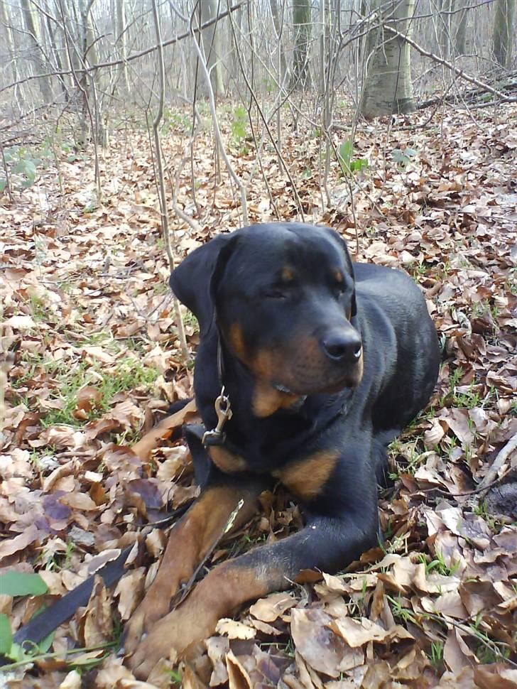 Rottweiler Diesel billede 12