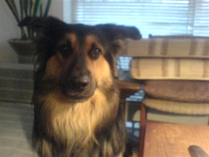 Blanding af racer tumle - min dejlige hund tumle billede 1