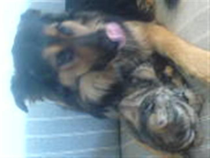 Blanding af racer tumle - tumle vasker missen billede 2