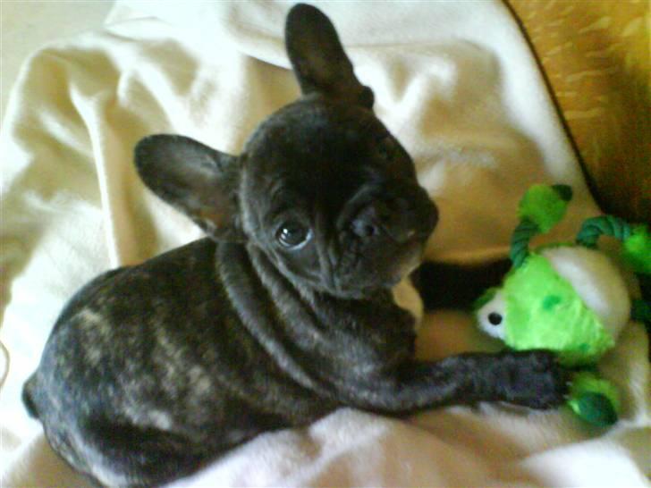 Fransk bulldog Fernando billede 1