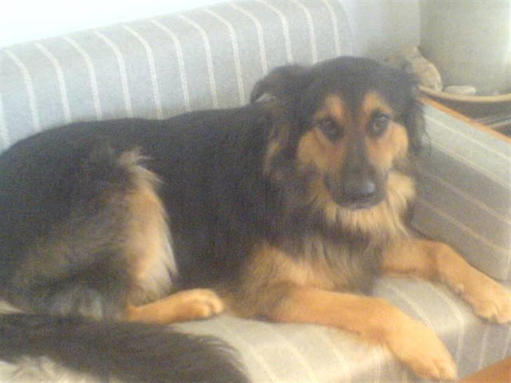 Blanding af racer tumle billede 3