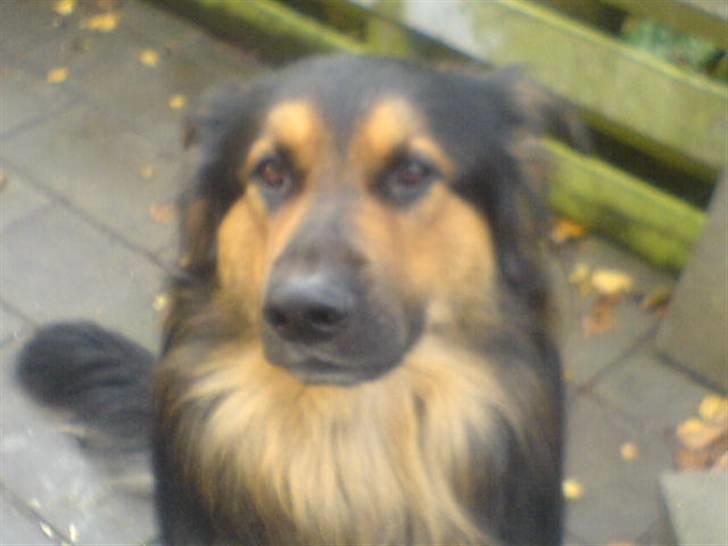 Blanding af racer tumle billede 4