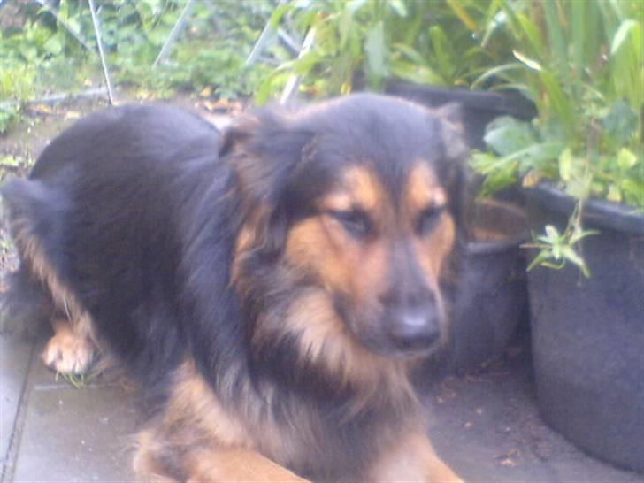 Blanding af racer tumle billede 6