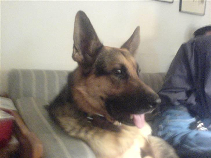 Blanding af racer splejs billede 1