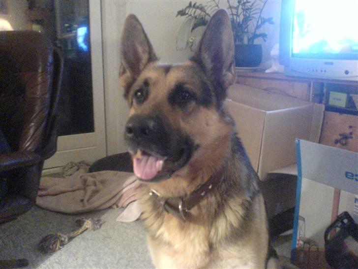 Blanding af racer splejs billede 2