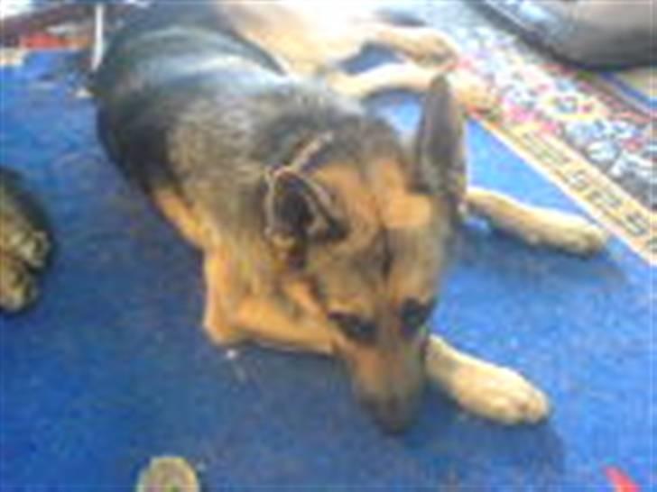 Blanding af racer splejs billede 3