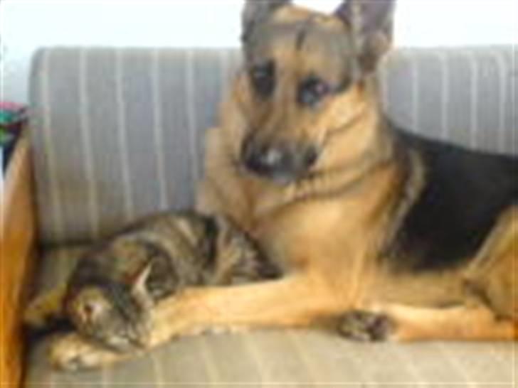 Blanding af racer splejs billede 4