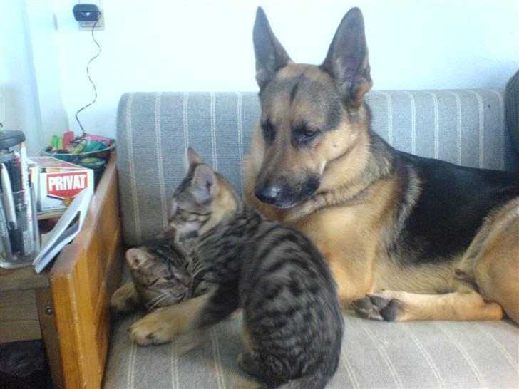 Blanding af racer splejs billede 5