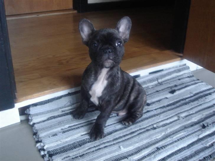 Fransk bulldog Fernando billede 2