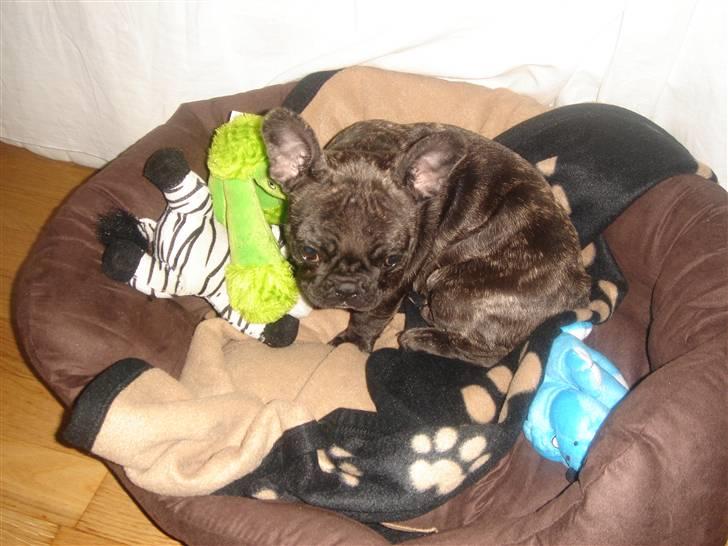 Fransk bulldog Fernando billede 3