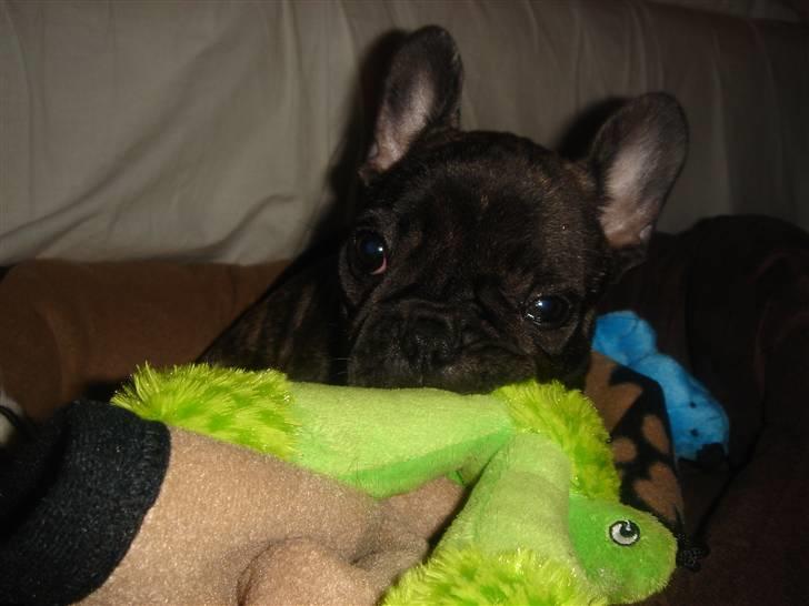 Fransk bulldog Fernando billede 4