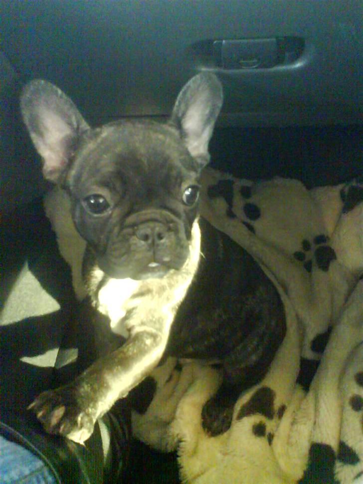 Fransk bulldog Fernando billede 5